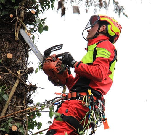 Treebrothers Arbeitsbild 1