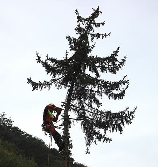 Treebrothers Arbeitsbild 2