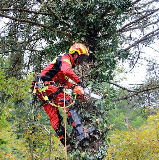 Treebrothers Arbeitsbild 3